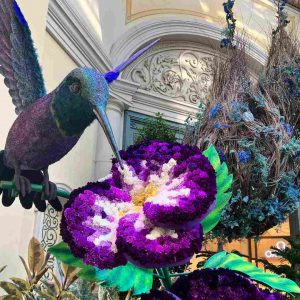Colibri coloré en fleurs au Bellagio Conservatory à Las Vegas