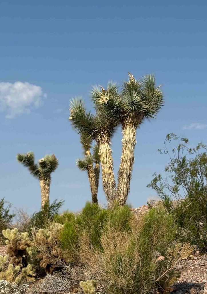 Grands yuccas dressés au-dessus de buissons dans un paysage désertique.