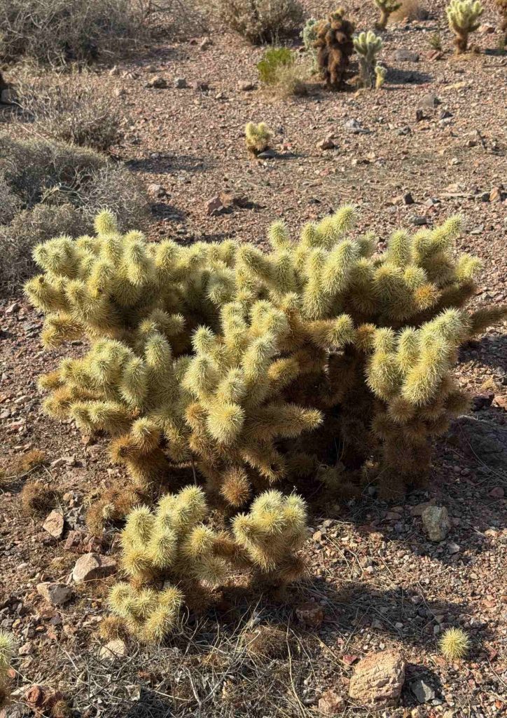 Gros buisson de cactus épineux dans un désert rocailleux.