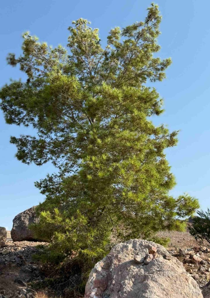 Arbre isolé poussant parmi des rochers sous un ciel dégagé.